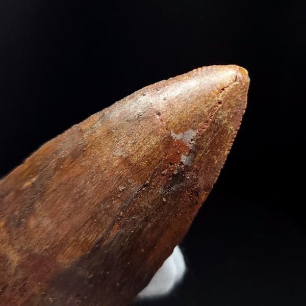 特大カルカロドントサウルス 歯の化石 本物 モロッコ産 92.83mm(ca27 