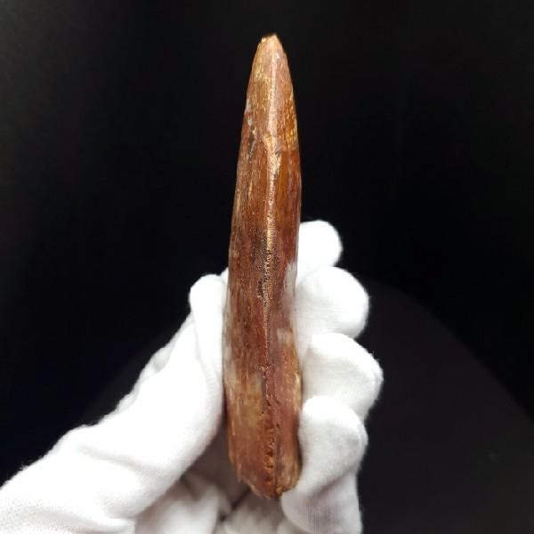 特大カルカロドントサウルス 歯の化石 本物 モロッコ産 92.83mm(ca27 