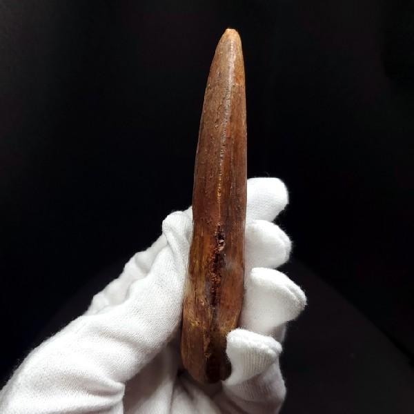 特大カルカロドントサウルス 歯の化石 本物 モロッコ産 92.83mm(ca27 