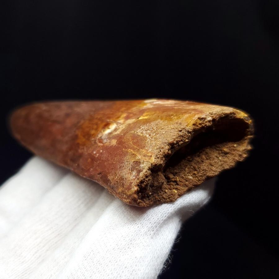 特大カルカロドントサウルス 歯の化石 本物 モロッコ産 92.83mm(ca27