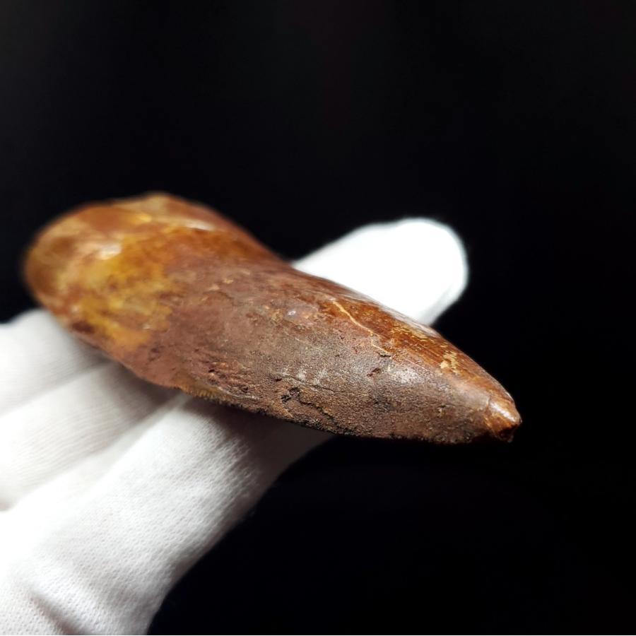 特大カルカロドントサウルス 歯の化石 本物 モロッコ産 92.83mm(ca27 
