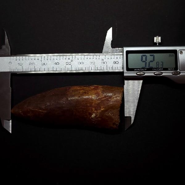 特大カルカロドントサウルス 歯の化石 本物 モロッコ産 92.83mm(ca27