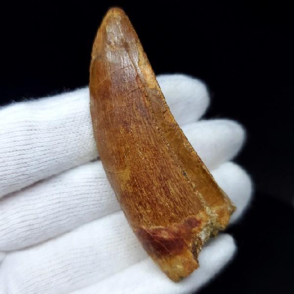 カルカロドントサウルス 歯 化石 本物 モロッコ産 45.08mm fca10
