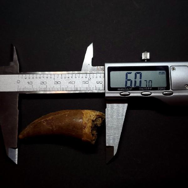 カルカロドントサウルス 歯の化石 本物 モロッコ産 60.70 mm(ca32 