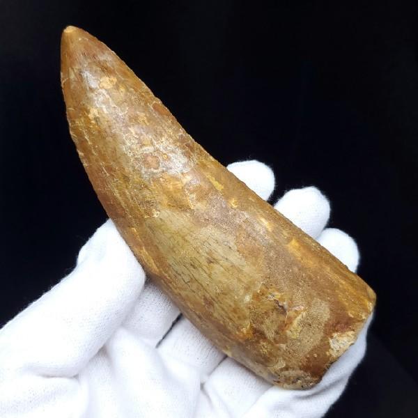 特特大 カルカロドントサウルス 歯の化石 本物 モロッコ産 122.96mm