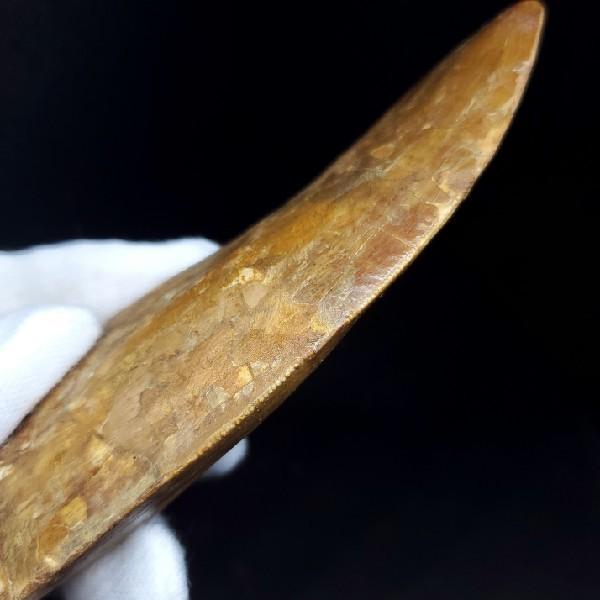 極上 カルカロドントサウルス 歯 化石 本物 モロッコ産45.06mm fca3 特特大 カルカロドントサウルス 歯の化石 本物 モロッコ産