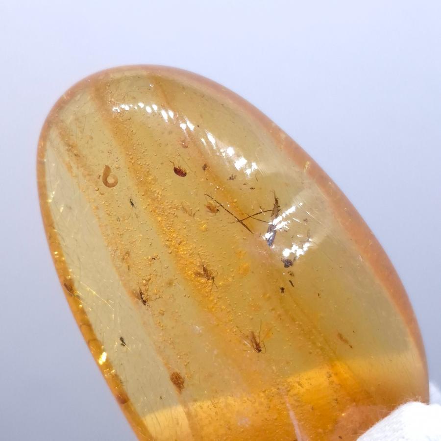 美品 虫入り コーパル 化石 天然 マダガスカル海産 61.25mm プレゼント 
