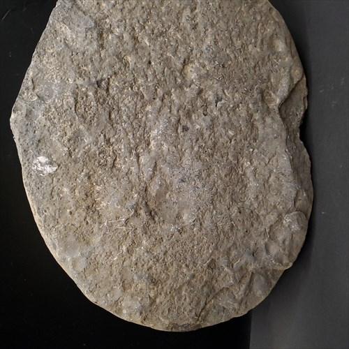 母岩付き アンモナイト 三畳紀 化石 本物 ノルウェー産 210mm fan1 母岩付き アンモナイト 三畳紀 化石 本物 ノルウェー産 210mm