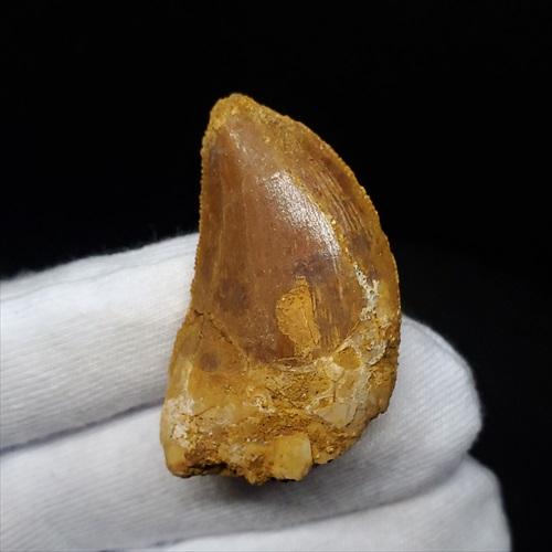 カルカロドントサウルス 歯 化石 本物 モロッコ産 35.56mm プレゼント