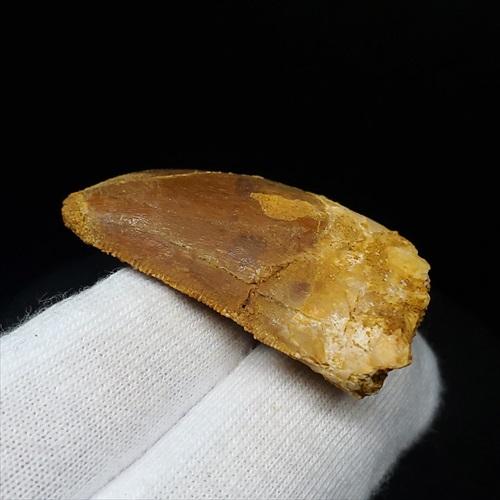 カルカロドントサウルス 歯 化石 本物 モロッコ産 41.83mm fca4 カルカロドントサウルス 歯 化石 本物 モロッコ産 35.56mm プレゼント