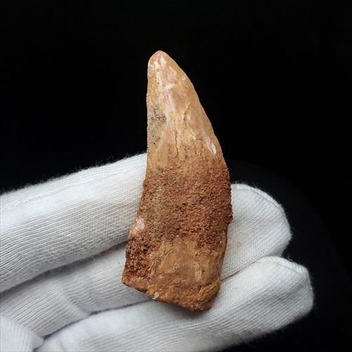 カルカロドントサウルス 歯 化石 本物 モロッコ産 48.51mm プレゼント