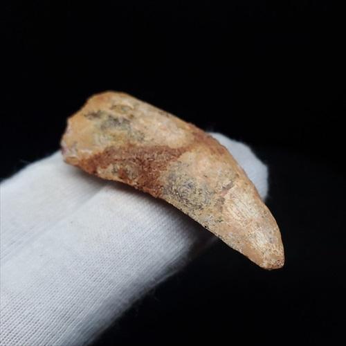 カルカロドントサウルス 歯 化石 本物 モロッコ産 48.51mm プレゼント