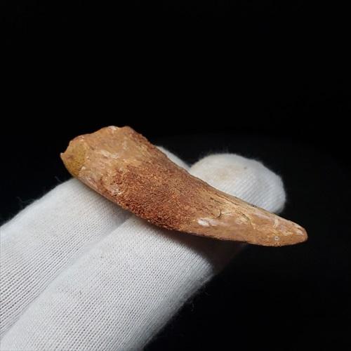 カルカロドントサウルス 歯 化石 本物 モロッコ産 48.51mm プレゼント