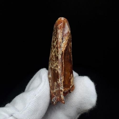カルカロドントサウルス 歯 化石 本物 モロッコ産 46.81mm プレゼント