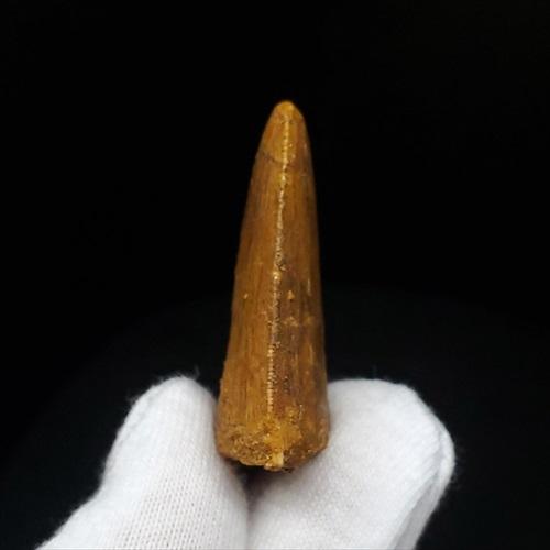 極上 カルカロドントサウルス 歯 化石 本物 モロッコ 35.81mm 