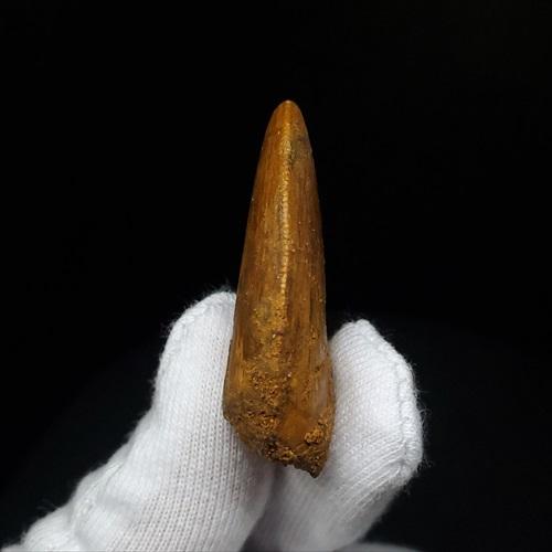 極上 カルカロドントサウルス 歯 化石 本物 モロッコ 35.81mm 
