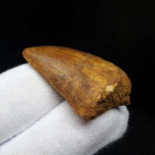 極上 カルカロドントサウルス 歯 化石 本物 モロッコ 35.81mm 