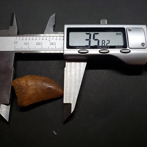 極上 カルカロドントサウルス 歯 化石 本物 モロッコ 35.81mm 