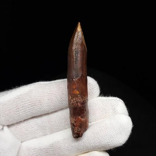 極上 レッバキサウルス 歯 化石 本物 モロッコ産 61.80mm プレゼント