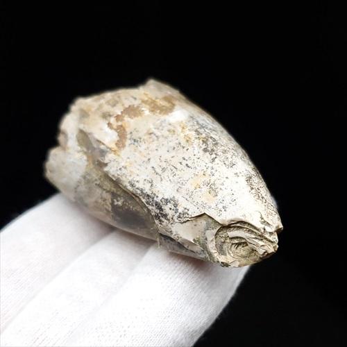 貴重 ラザナンドロンゴベ 歯 化石 本物 マダガスカル産 62.87mm 