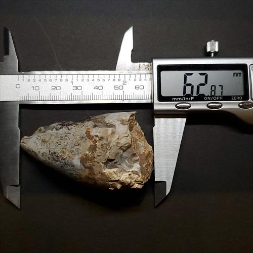 貴重 ラザナンドロンゴベ 歯 化石 本物 マダガスカル産 62.87mm 