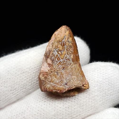 ティムルレンギア 歯 化石 本物 ウズベキスタン産 23.43mm プレゼント