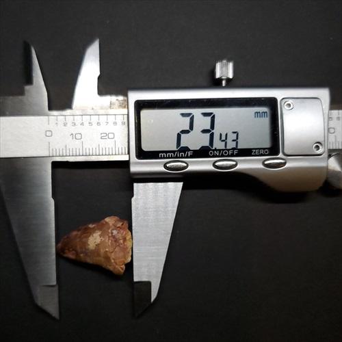 ティムルレンギア 歯 化石 本物 ウズベキスタン産 23.43mm プレゼント