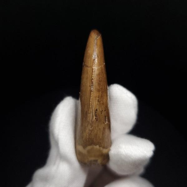 極上 アベリサウルス 歯 本物 化石 恐竜 モロッコ産 mm プレゼント