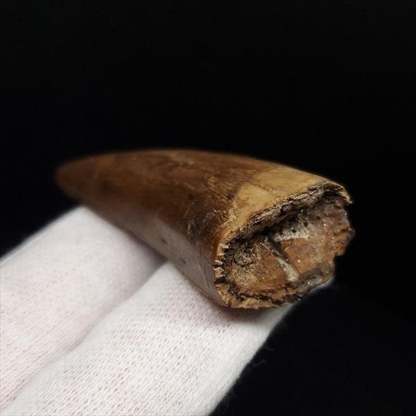 ゆうすけさま専用　アベリサウルス　歯　化石 楽天市場】【送料無料】【アベリサウルス/歯/化石/恐竜】極上
