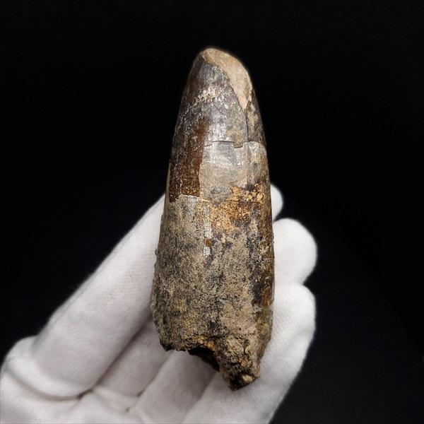 動物の歯の化石２個セット 71rI2c7G92L._AC_UL210_SR210,