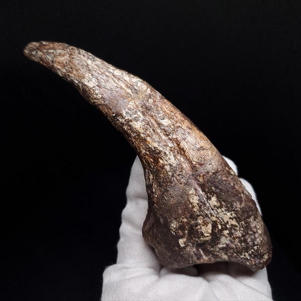 スコミムス 足 爪 本物 化石 恐竜 ニジェール産 135.83mm プレゼント