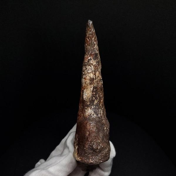 スコミムス 足 爪 本物 化石 恐竜 ニジェール産 135.83mm プレゼント  