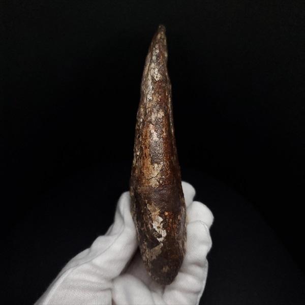 スコミムス 足 爪 本物 化石 恐竜 ニジェール産 135.83mm プレゼント