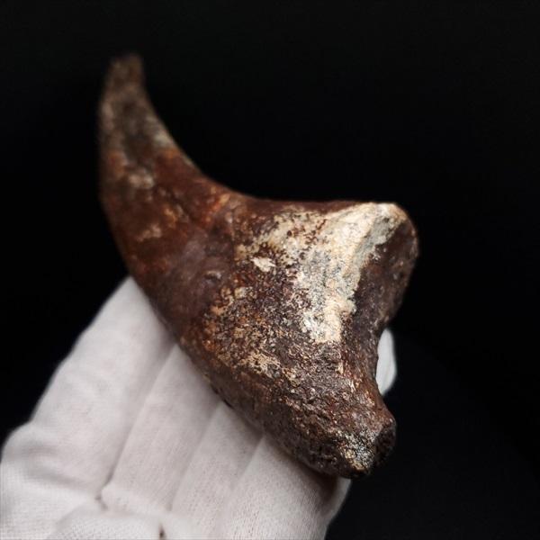 スコミムス 足 爪 本物 化石 恐竜 ニジェール産 135.83mm