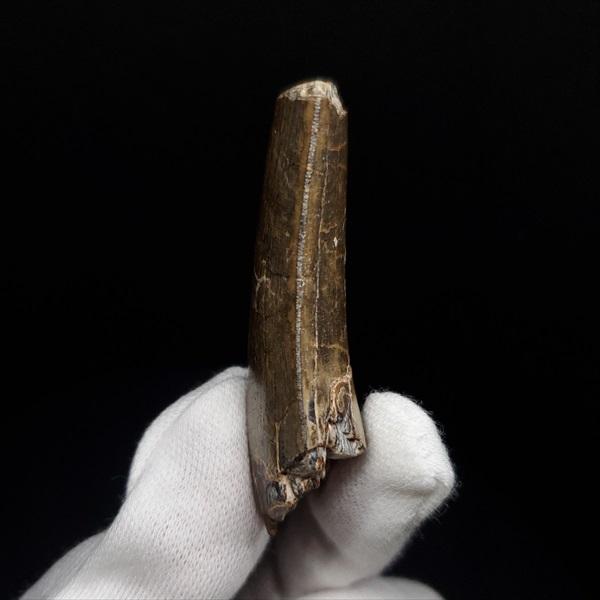 アフロベナトル 歯 化石 本物 二ジェール産 53.98mm プレゼント ギフト  