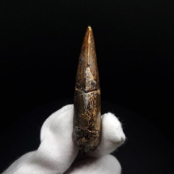 アフロベナトル 歯 化石 本物 二ジェール産 58.23mm プレゼント ギフト  