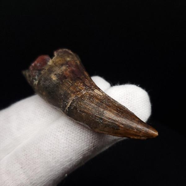 アフロベナトル 歯 化石 本物 二ジェール産 58.23mm プレゼント ギフト  