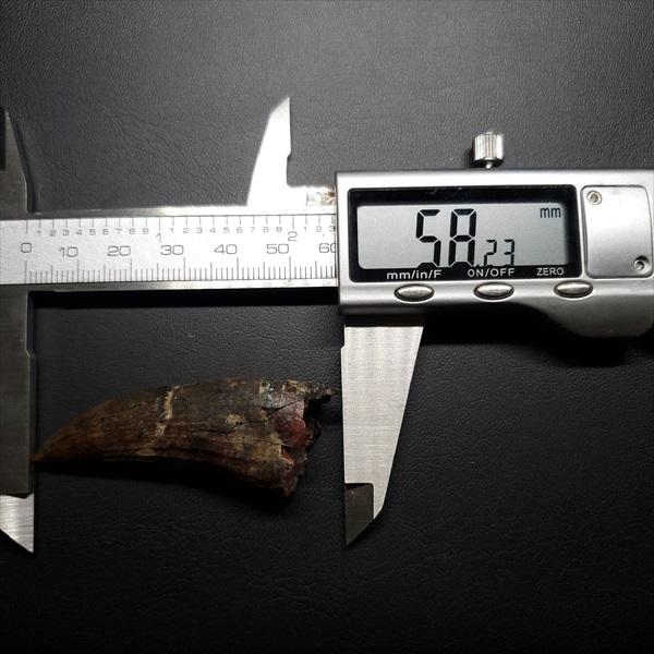 アフロベナトル 歯 化石 本物 二ジェール産 58.23mm プレゼント ギフト  