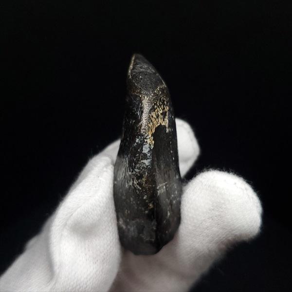 極上 ジョバリア 歯 化石 本物 モロッコ産 41.18mm プレゼント ギフト