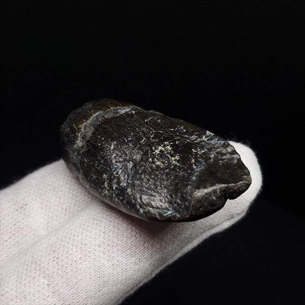 極上 ジョバリア 歯 化石 本物 モロッコ産 41.18mm fr146 極上 ジョバリア 歯 化石 本物 モロッコ産 41.18mm プレゼント ギフト