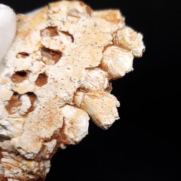 プロトケラトプス 歯 化石 本物 モンゴル産 78.14mm プレゼント