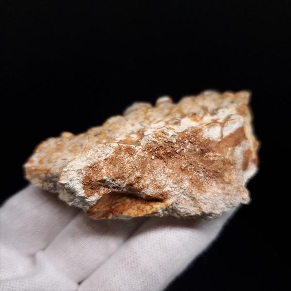 プロトケラトプス 歯 化石 本物 モンゴル産 78.14mm プレゼント