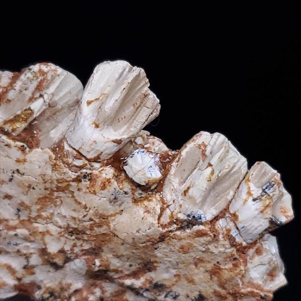 博物館級 キプロスドワーフカバ 化石 歯 本物 キプロス共和国 fr54 博物館級 キプロスドワーフカバ 化石 歯 本物 キプロス共和国 mm