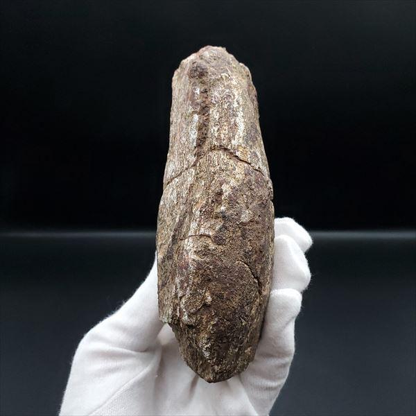 希少 ジョバリア 化石 爪 恐竜 本物 マダガスカル産 126.33mm