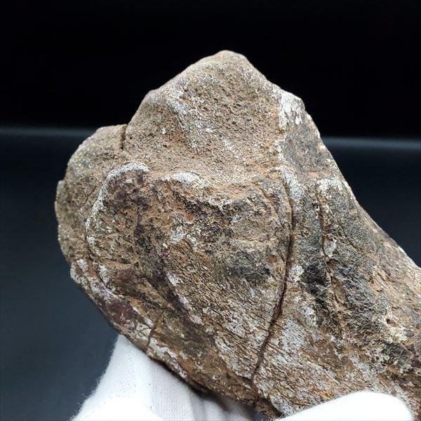 希少 アルシオーネ 骨 化石 本物 モロッコ産 137.44mm yk5 ufgco.pt