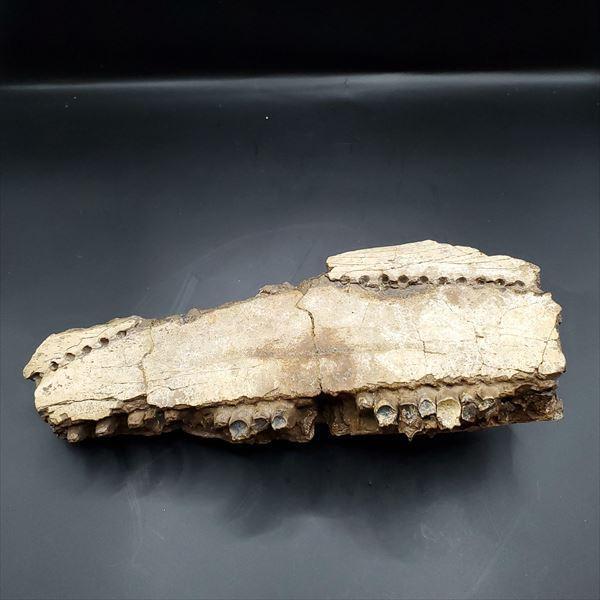 博物館級 グリポサウルス 化石 デンタルバッテリー 上顎 恐竜 本物