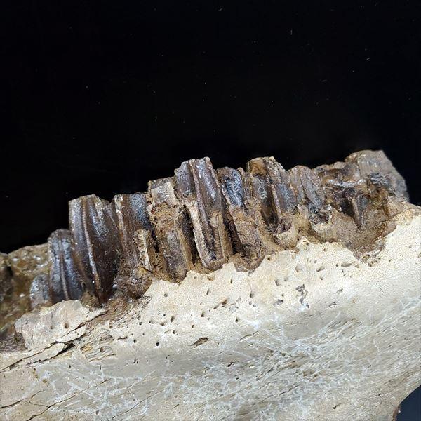 博物館級 グリポサウルス 化石 デンタルバッテリー 上顎 恐竜