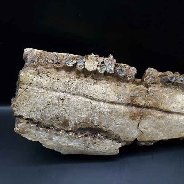 博物館級 グリポサウルス 化石 デンタルバッテリー 上顎 恐竜