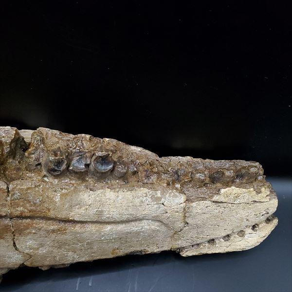 博物館級 グリポサウルス 化石 デンタルバッテリー 上顎 恐竜