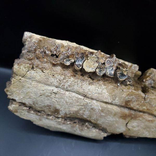 博物館級 グリポサウルス 化石 デンタルバッテリー 上顎 恐竜